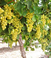 Soiuri de struguri pe regiuni