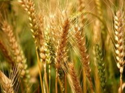 Cultura graului comun