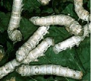 Biologia viermilor de matase