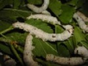 Importanta economica a viermilor de matase