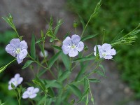 Cultura inului pentru ulei