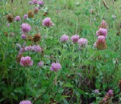 Cultura de trifoi rosu