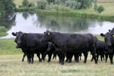 Rasa de vaci Aberdeen-Angus