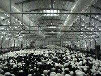 Ciupercarii la cheie