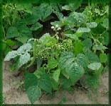 Fasolea pentru boabe