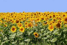 Hibrizi de floarea soarelui