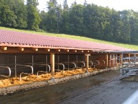 Adapost pentru 30 de vaci