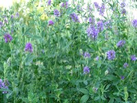 Soiuri romanesti de lucerna