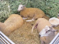 Cresterea ovinelor Bluefaced Leicester