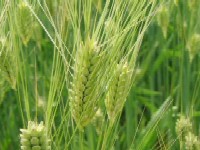 Soiul de orz toamna MADALIN