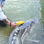 Fondul European de Pescuit (1)