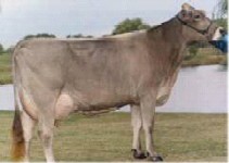 Rasa Bruna Alpina (Schwyz)