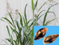 Combaterea costreiului la plantele tehnice