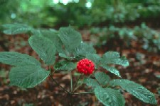 Ginseng