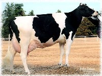 Rasa Holstein – Friza