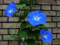 Plantele cataratoare