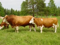 Rasa Simmental