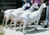 Cooperare cu crescatorii francezi de capre