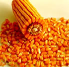 Hibridul de porumb Es Ultrastar