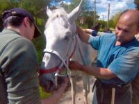 Protectia animalelor de ferma