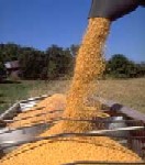 Hibrizi de porumb Dekalb