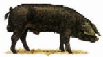 Rasa de porci Marele Negru