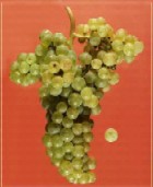 Descrierea soiului Tamaioasa Romaneasca