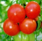 Soiuri de tomate Vidra