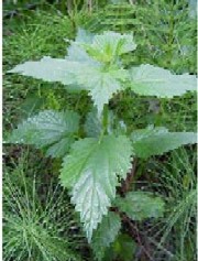 Stropiri cu urzica si coada calului