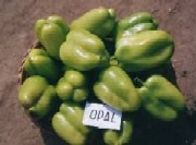 Soiuri de ardei si gogosar Vidra