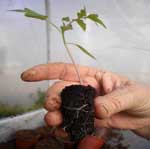 Calitatea rasadului de legume