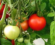 Rosii ecologice de Matca