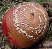 Bolile la fructele din depozite