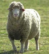 Hranirea mieilor destinati reproductiei