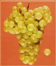 Culesul Strugurilor (Struguri de masa si pentru vin)