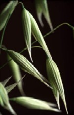 Date privind semanatul cerealelor de primavara