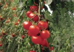 Investitii in cultura protejata de tomate
