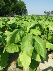 Stirile zilei de 30.03.2008