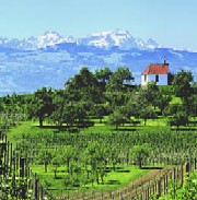 Stabilirea categoriei de ferma vegetala