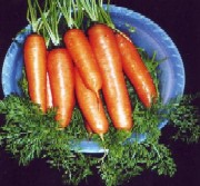 Hibridul de morcov TRIUNF 1