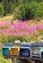 Stirile zilei de 25.03.2008