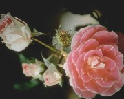 Taierile la trandafiri