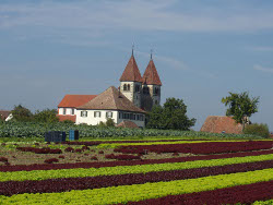 Varietatile de salata Enza Zaden
