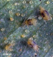 Daunatorii pepenilor si castravetilor