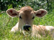 Ingrasarea tineretului taurin