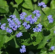 Perene care infloresc in aprilie