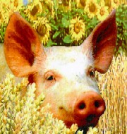 Ingrasarea porcinelor