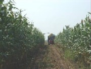 Porumbul pentru furaj