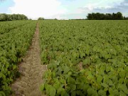 Stirile zilei de 20.05.2008