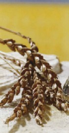 Calitatile graului Spelta